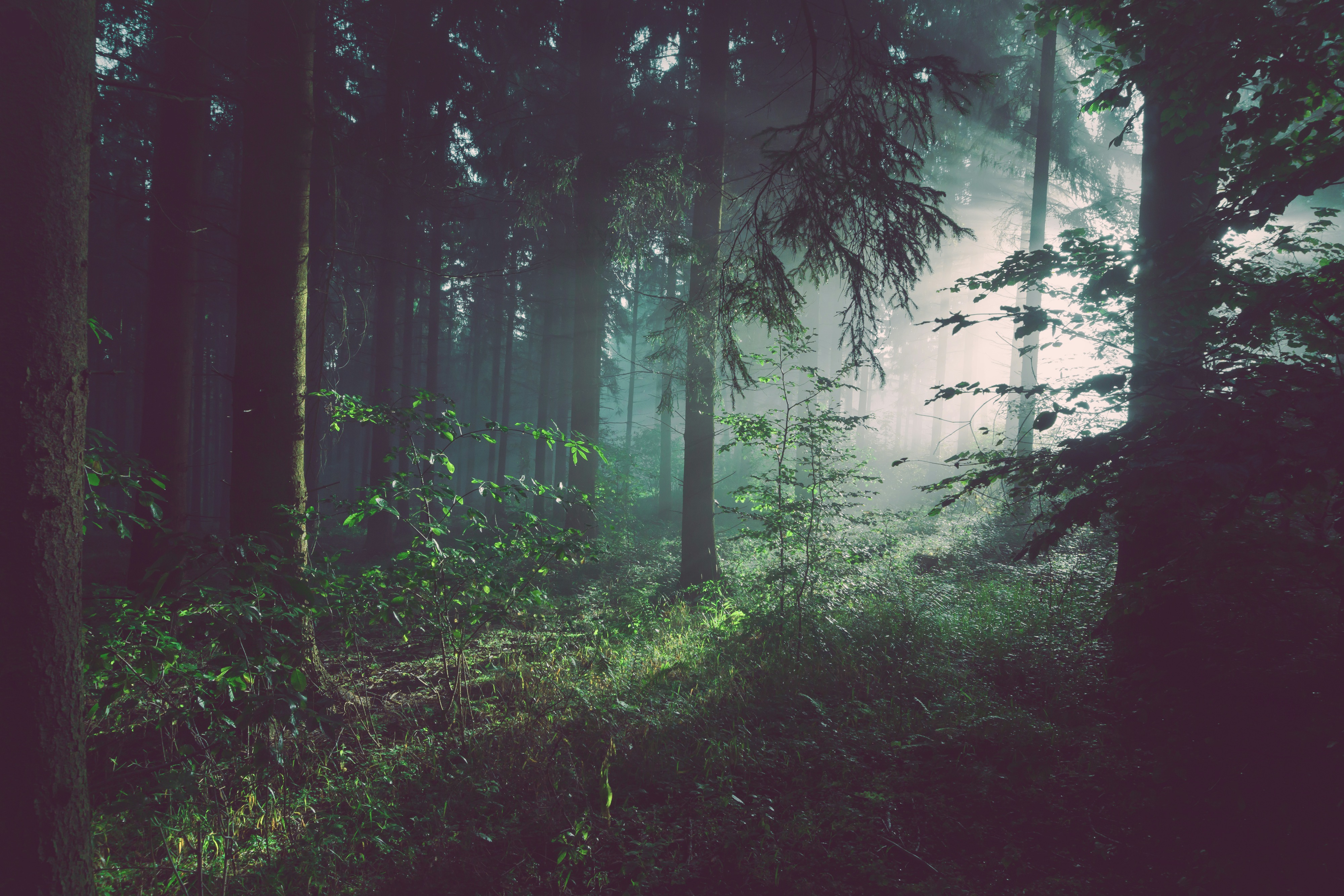 Finding Calm in the Forest